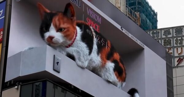 Gato_3D_Toquio_ooh